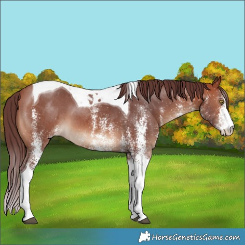 Horse Color:White Spotted Chocolate Bay Tobiano 