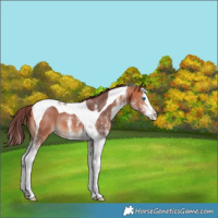 Horse Color:White Spotted Chocolate Bay Splash Tobiano