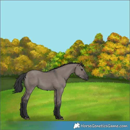 Horse Color:Grullo 