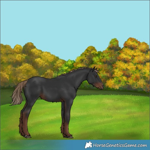 Horse Color:Liver Chestnut 