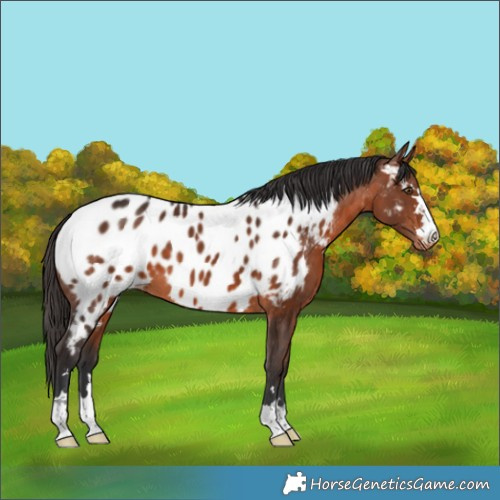 Horse Color:Bay Appaloosa