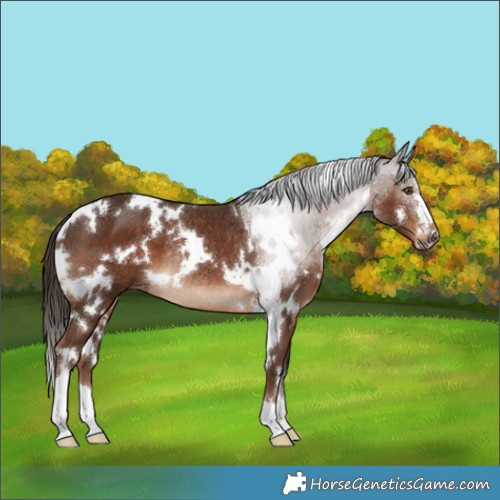 Horse Color:White Spotted Liver Chestnut Rabicano