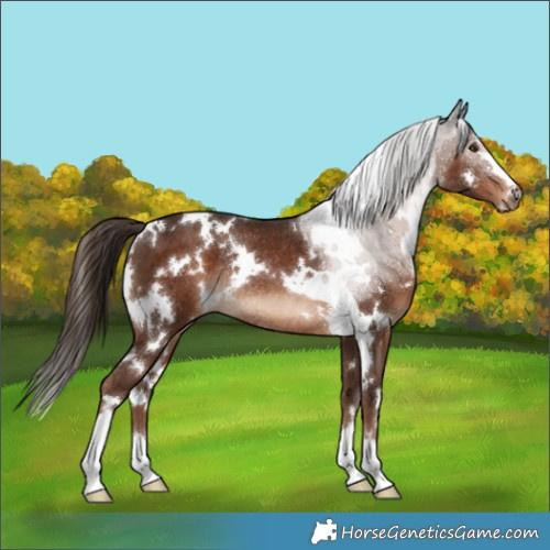 Horse Color:White Spotted Liver Chestnut Rabicano
