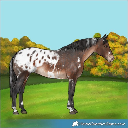 Horse Color:White Spotted Brown Appaloosa 