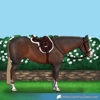 Horse Color:Liver Chestnut 