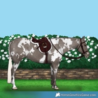 Horse Color:White Spotted Silver Smoky Black Appaloosa 
