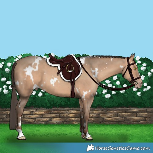 Horse Color:White Spotted Amber Champagne 