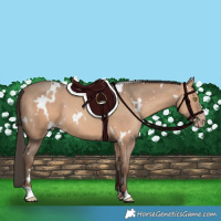 Horse Color:White Spotted Amber Champagne 