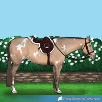 Horse Color:White Spotted Amber Champagne