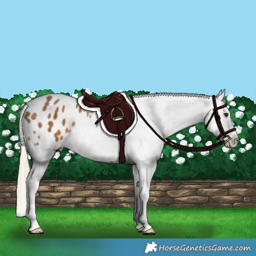 Horse Color:Chocolate Palomino Appaloosa 