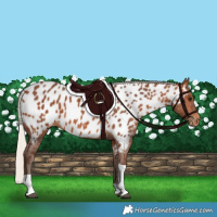 Horse Color:Silver Bay Tobiano Near Leopard 