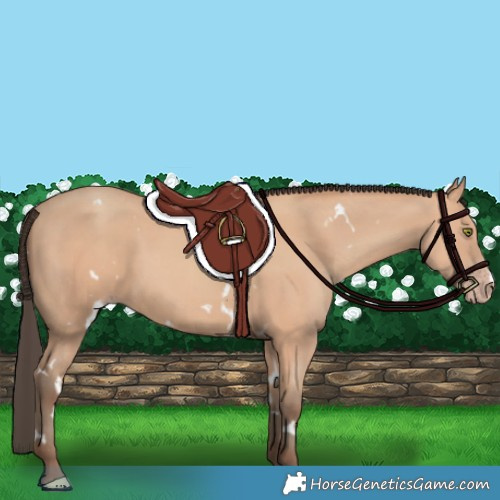 Horse Color:White Spotted Amber Champagne 
