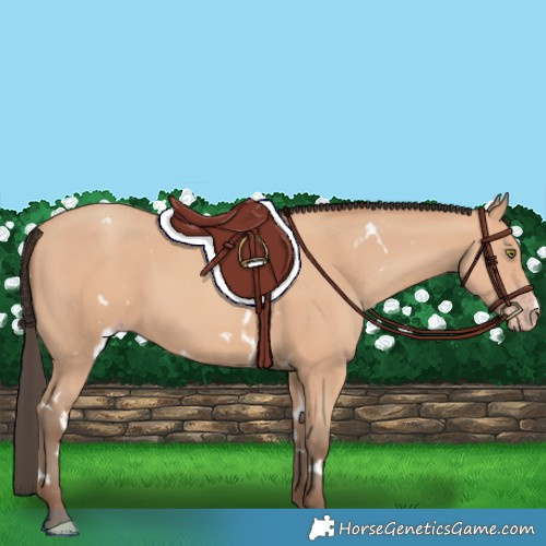 Horse Color:White Spotted Amber Champagne 