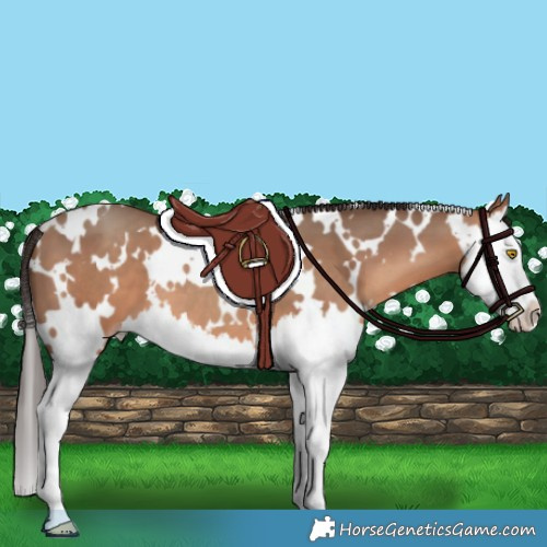 Horse Color:White Spotted Amber Champagne Splash 