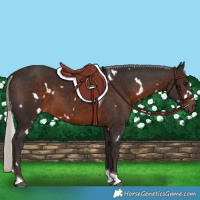 Horse Color:White Spotted Silver Brown Tobiano 