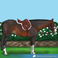 Horse Color:Brown 
