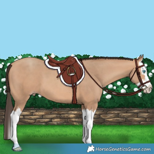 Horse Color:Amber Champagne Splash 