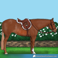 Horse Color:Chestnut Rabicano 