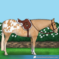 Horse Color:Palomino Appaloosa Rabicano