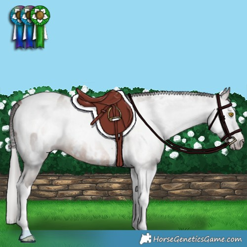Horse Color:Gray White Spotted Sable Champagne Splash Tobiano Appaloosa Rabicano 