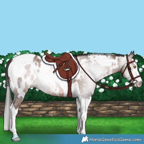 Horse Color:Gray White Spotted Sable Champagne Splash Tobiano Appaloosa Rabicano 