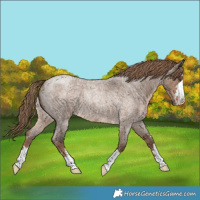 Horse Color:Liver Red Dun Roan 
