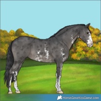 Horse Color:Black Sabino