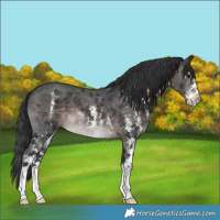 Horse Color:Platinum Brown Sabino 