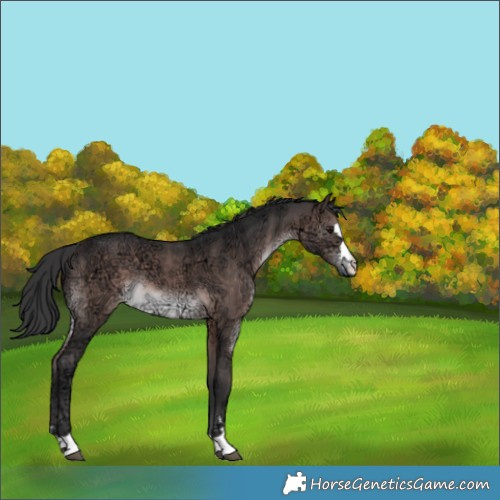 Horse Color:Platinum Brown Ice Rabicano 