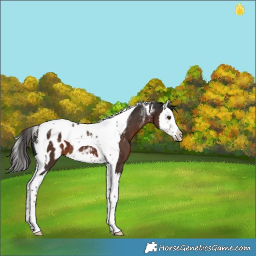 Horse Color:Powder White Liver Chestnut Splash Tobiano Appaloosa 