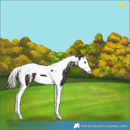 Horse Color:Powder White Liver Chestnut Splash Tobiano Appaloosa 