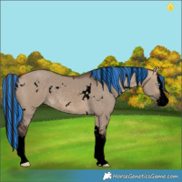 Horse Color:Void Painted White Spotted Bay Dun Splash Rabicano 