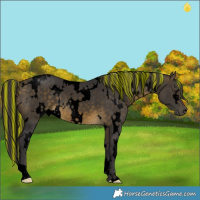 Horse Color:Void Painted White Spotted Buckskin 