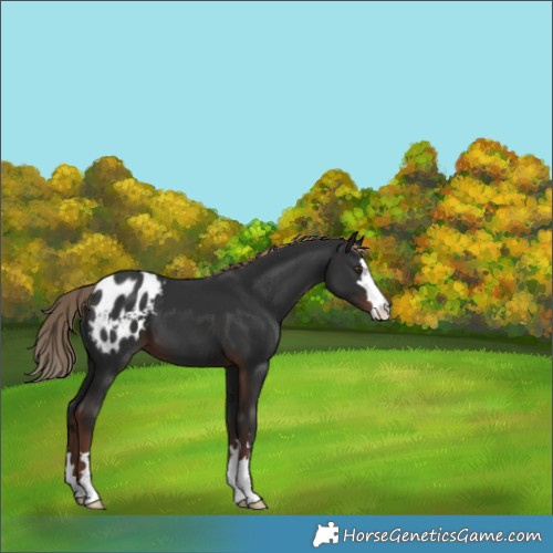 Horse Color:Liver Chestnut Appaloosa 