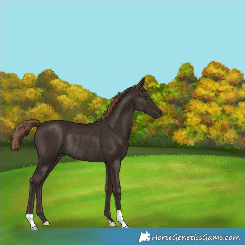 Horse Color:Liver Chestnut Rabicano 