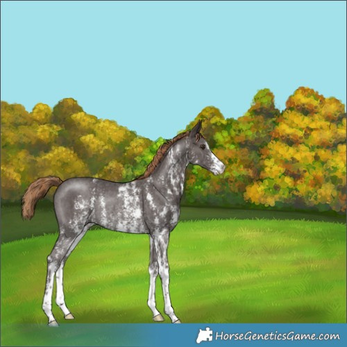 Horse Color:Liver Chestnut Sabino Rabicano 