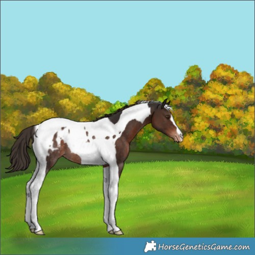 Horse Color:Liver Chestnut Tobiano Blanket Rabicano 
