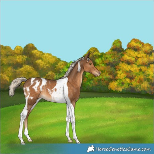 Horse Color:Chocolate Palomino Tobiano Appaloosa Rabicano 