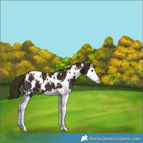Horse Color:White Spotted Liver Chestnut Splash 