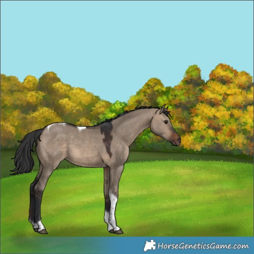 Horse Color:Brown Dun Tobiano 