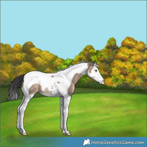 Horse Color:Brown Dun Splash Tobiano 