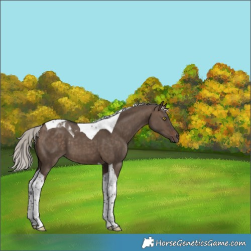 Horse Color:Silver Brown Dun Tobiano 