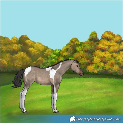 Horse Color:Brown Dun Tobiano 