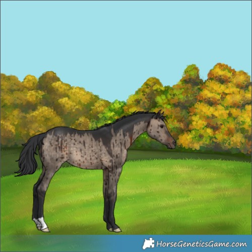 Horse Color:Brown Dun Brindle 