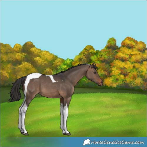 Horse Color:Brown Dun Tobiano 