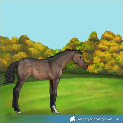Horse Color:Brown Dun 