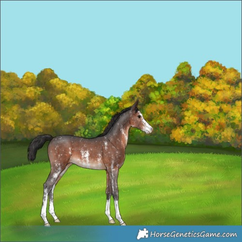 Horse Color:Brown Sabino Appaloosa 