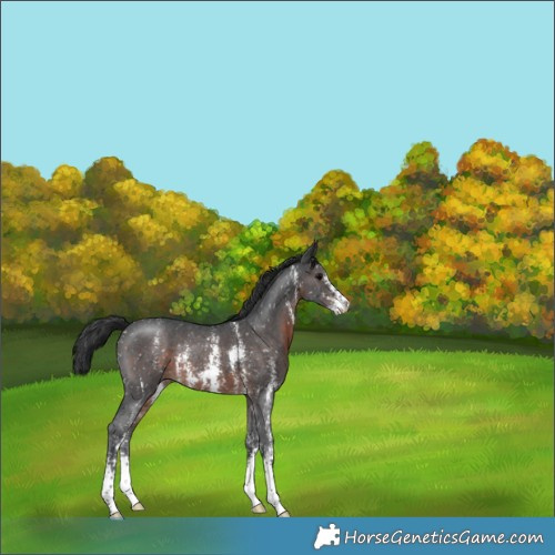 Horse Color:Brown Sabino Appaloosa Rabicano 