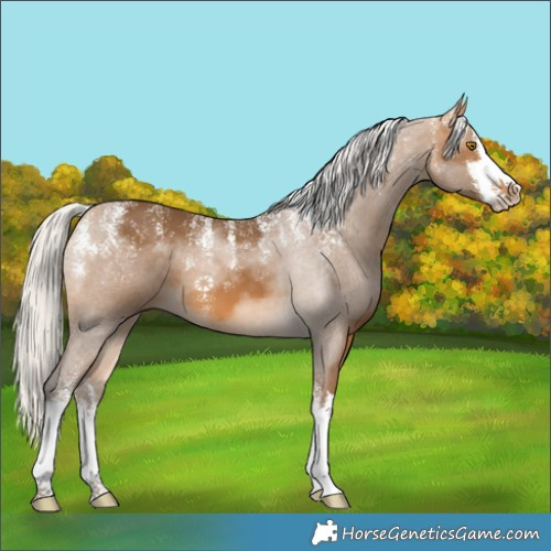 Horse Color:Powder White White Spotted Silver Buckskin 