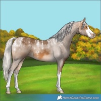 Horse Color:Powder White White Spotted Silver Buckskin 